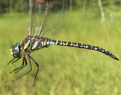 Aeshna subarctica