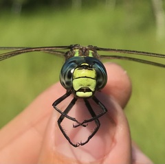 Aeshna subarctica