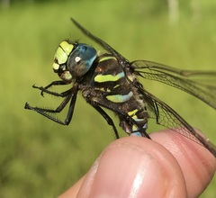 Aeshna subarctica