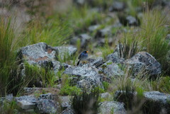 Rhopospina alaudina