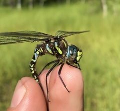 Aeshna subarctica