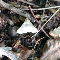 Renia discoloralis