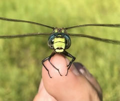 Aeshna subarctica