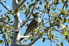 Oreoscoptes montanus