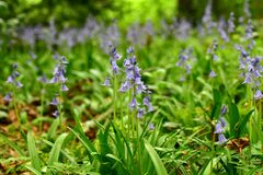 Hyacinthoides