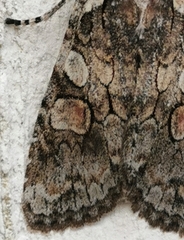 Lithophane consocia
