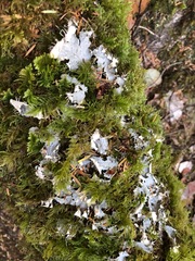 Peltigera membranacea