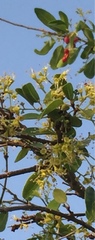 Magnoliopsida