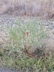 Carduus acanthoides acanthoides