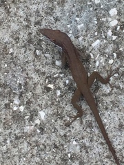 Anolis porcatus