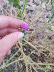 Carduus acanthoides acanthoides