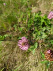 Trifolium pratense