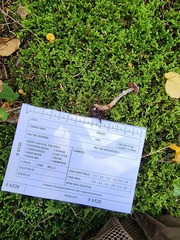 Cortinarius flexipes