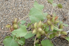 Xanthium strumarium canadense