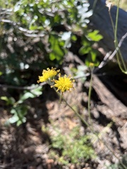 Hymenopappus filifolius