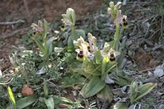 Ophrys tenthredinifera