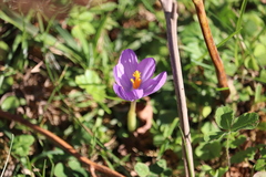 Crocus nudiflorus
