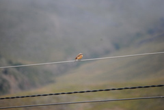 Ochthoeca oenanthoides