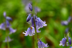 Hyacinthoides