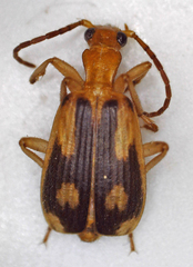 Brachininae
