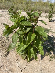 Cephalanthus occidentalis