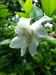 Gardenia