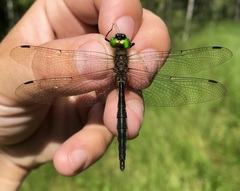 Somatochlora flavomaculata