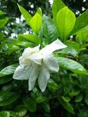 Gardenia