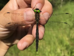 Somatochlora flavomaculata