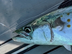 Scomberomorus maculatus