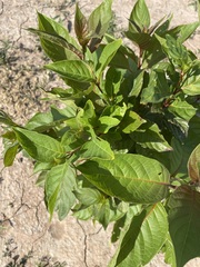 Cephalanthus occidentalis