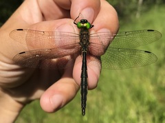 Somatochlora flavomaculata