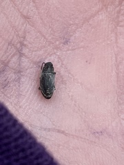 Blapstinus