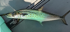 Scomberomorus maculatus