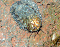 Stomatella planulata