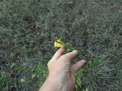 Aureolaria grandiflora