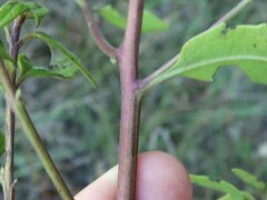 Aureolaria grandiflora