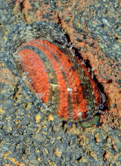 Stomatella planulata