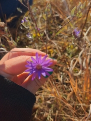 Symphyotrichum sericeum