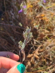 Symphyotrichum sericeum