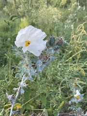 Argemone albiflora