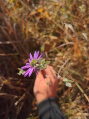 Symphyotrichum sericeum
