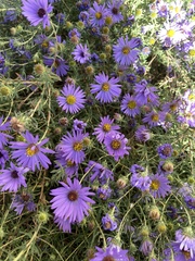 Symphyotrichum oblongifolium