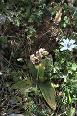 Ophrys tenthredinifera