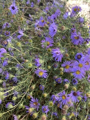 Symphyotrichum oblongifolium