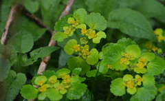 Chrysosplenium alternifolium