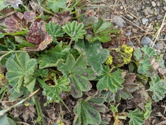 Alchemilla vulgaris