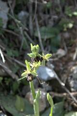 Ophrys