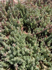 Chenolea diffusa