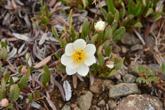Dryas